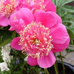 Paeonia lactiflora Aztec